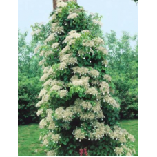 Climbing Hydrangea petiolaris anoma 1 Vine Plants White Flowers